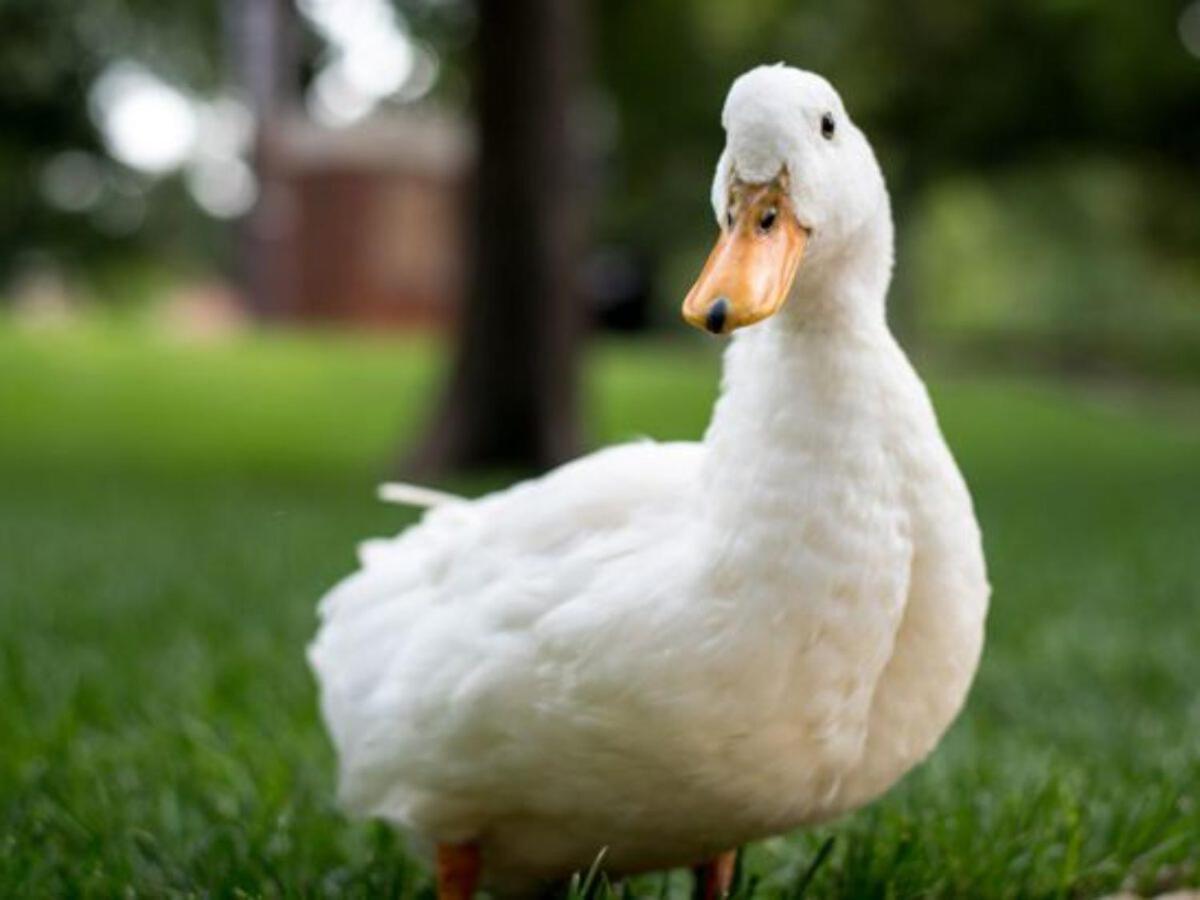 Pousada Recanto Das Aves — Photos 1
