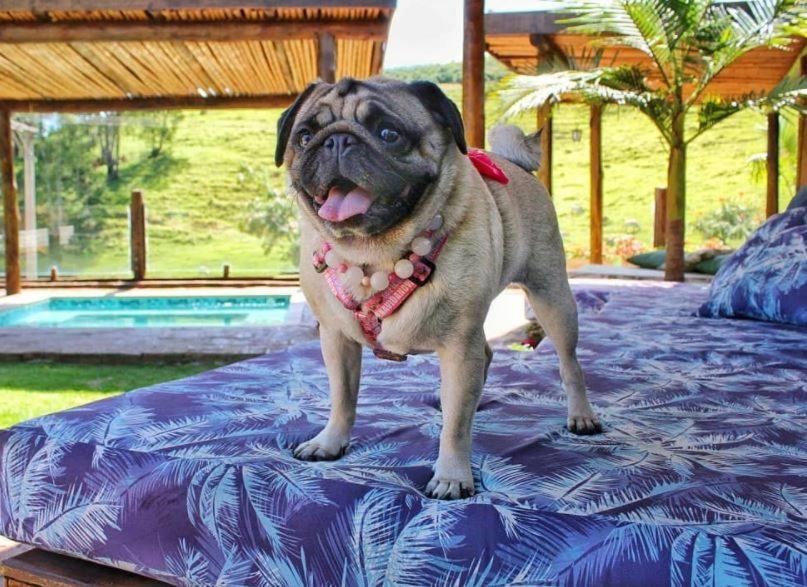 Villa Aye Socorro Sp - Pousada Petfriendly