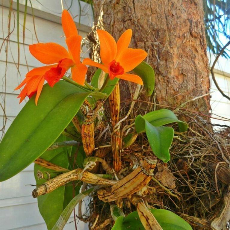 Pousada Orquideas - Guaruja, Guaruja