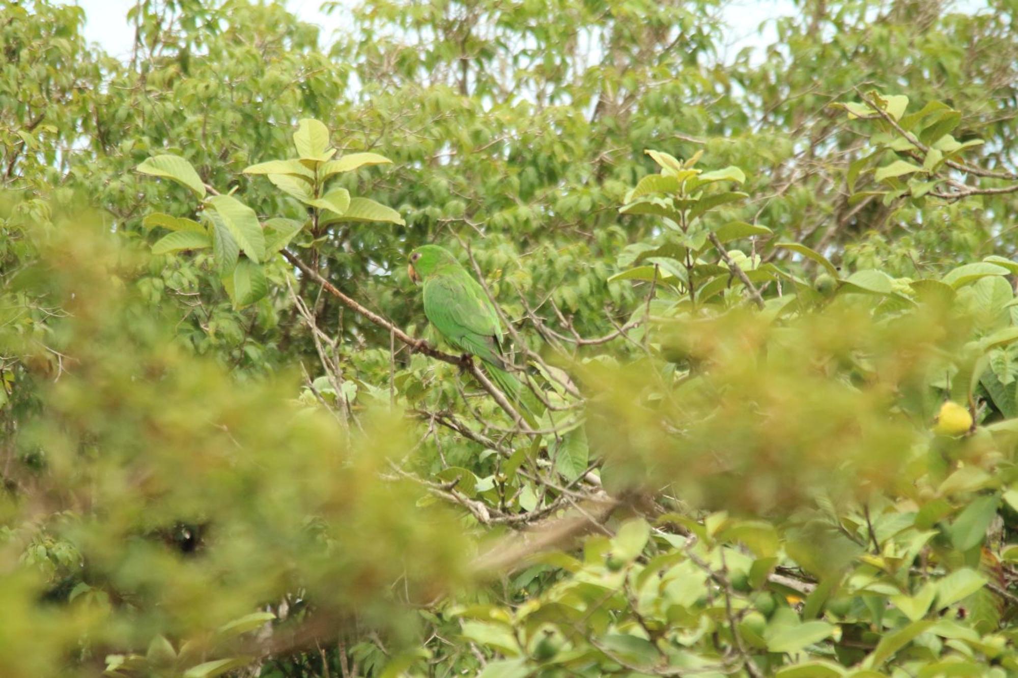 Chale Pingo De Ouro Socorro Sp — Fotos 1